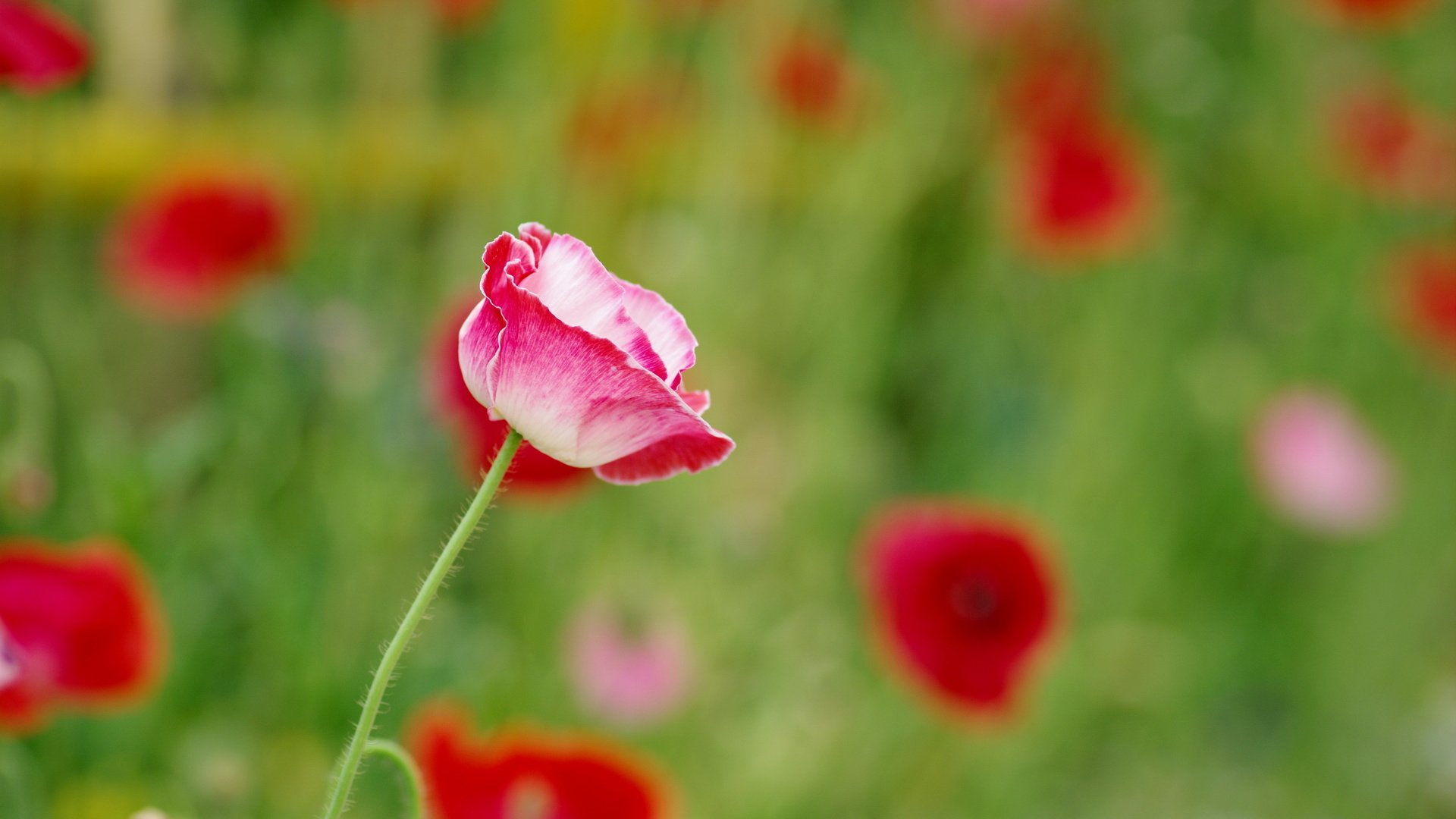 flower, Nature, Plant, Beautiful, Colorful, Flowers Wallpaper