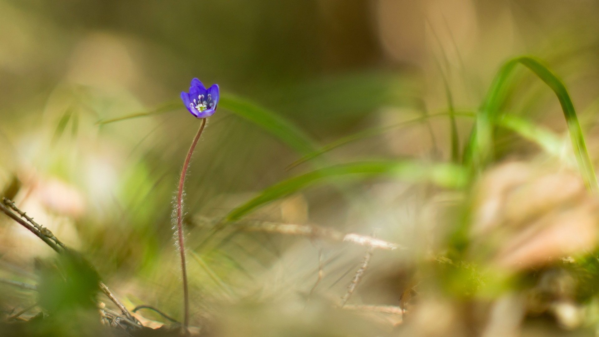 flower, Nature, Plant, Beautiful, Colorful, Flowers Wallpaper