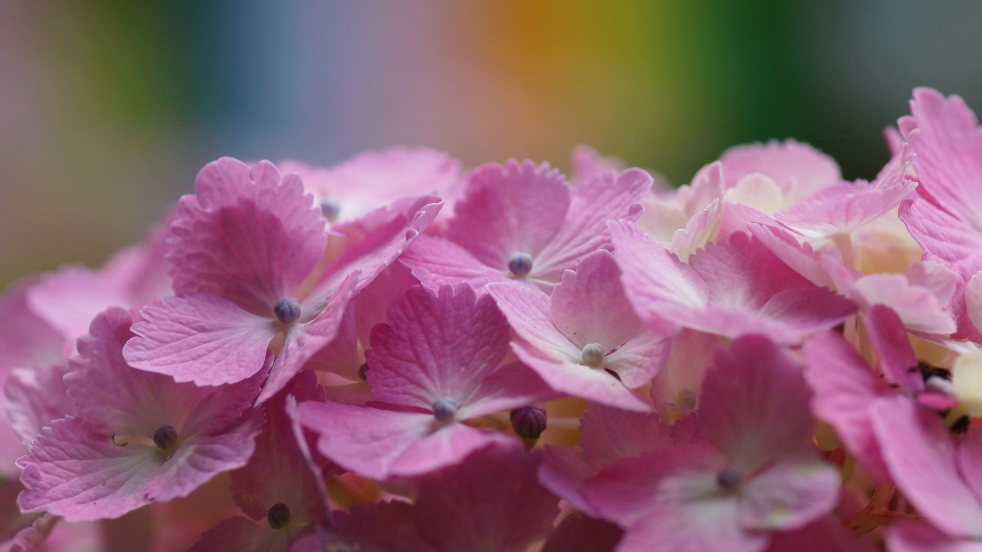 flower, Nature, Plant, Beautiful, Colorful, Flowers Wallpaper
