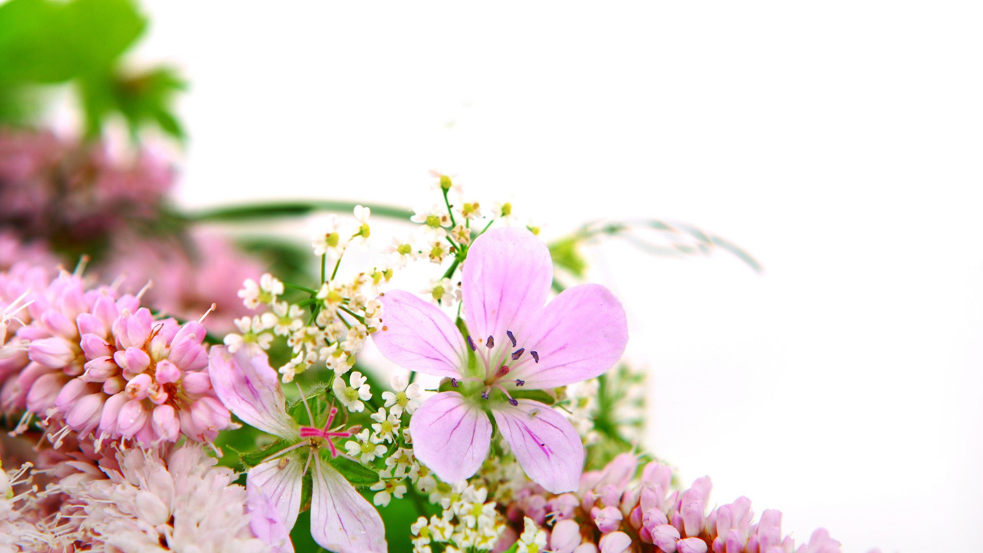 flower, Nature, Plant, Beautiful, Colorful, Flowers Wallpaper