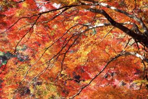 nature, Trees, Autumn,  season