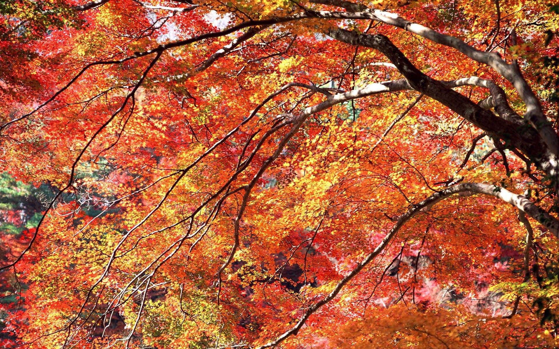 nature, Trees, Autumn,  season Wallpaper