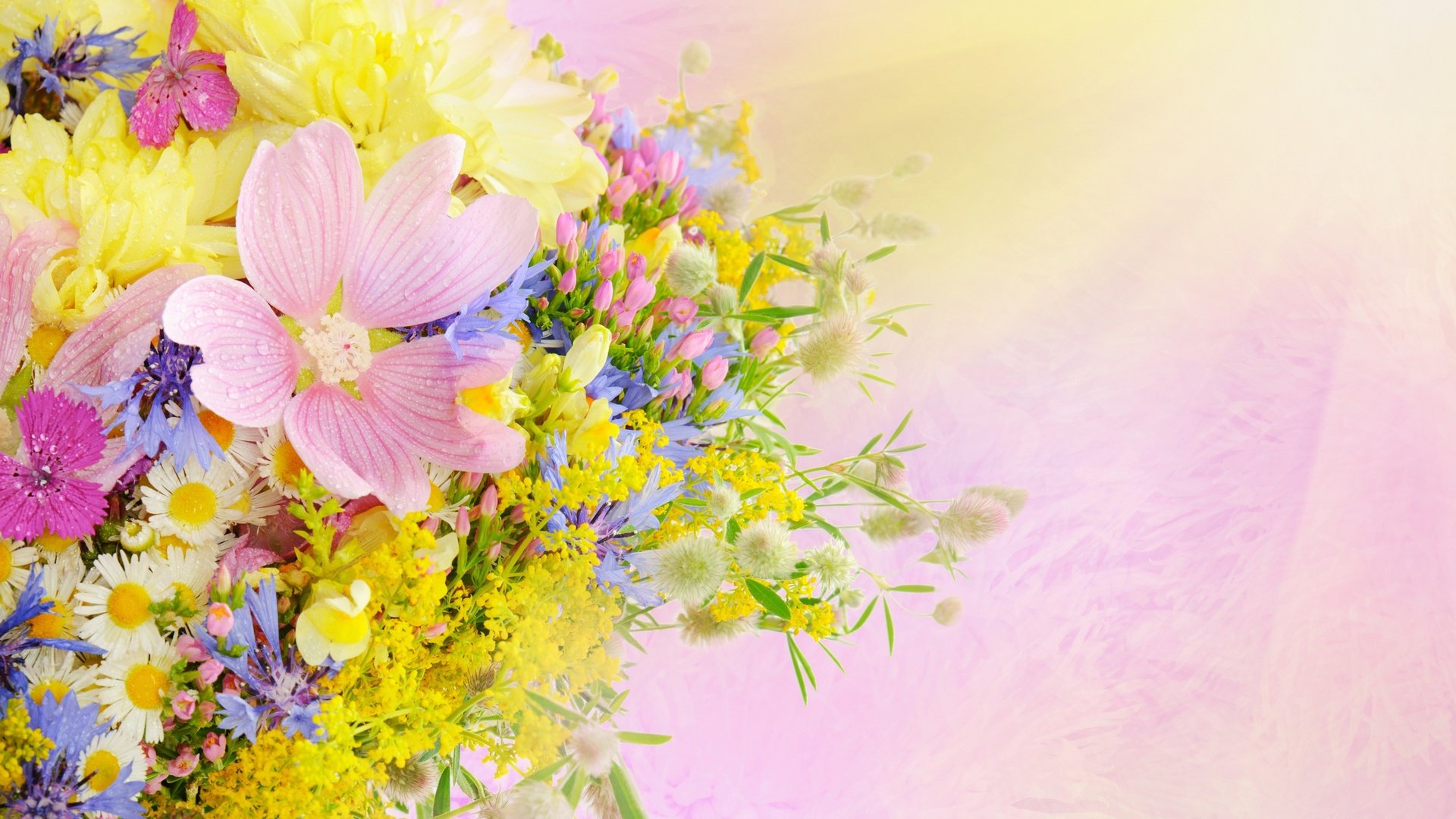 flower, Nature, Plant, Beautiful, Colorful, Flowers Wallpaper