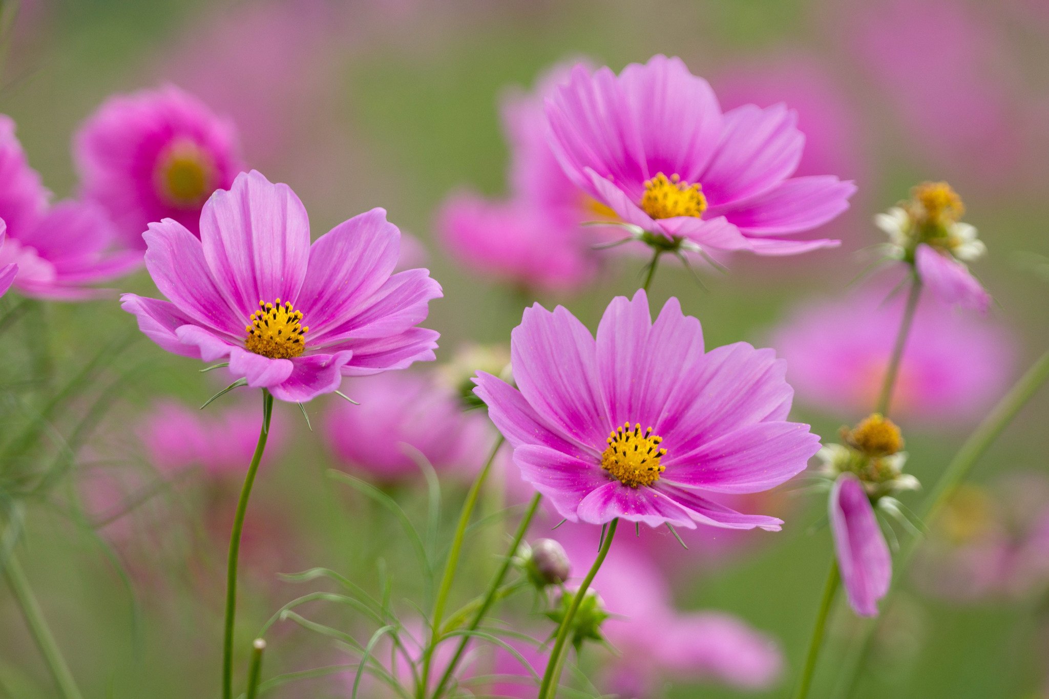 flower, Nature, Plant, Beautiful, Colorful, Flowers, Pink Wallpaper