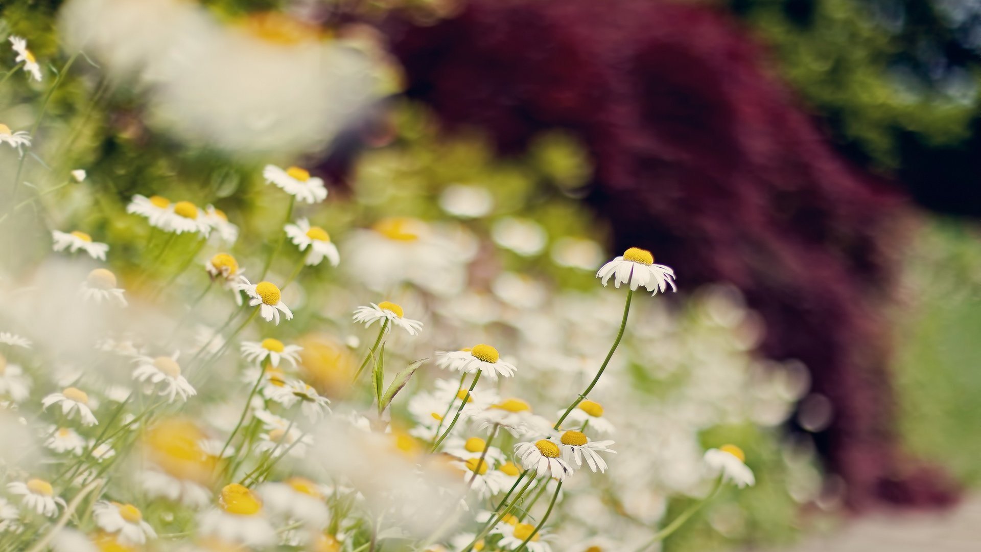 flower, Plant, Nature, Beautiful, Colorful, Flowers, Daisy Wallpaper