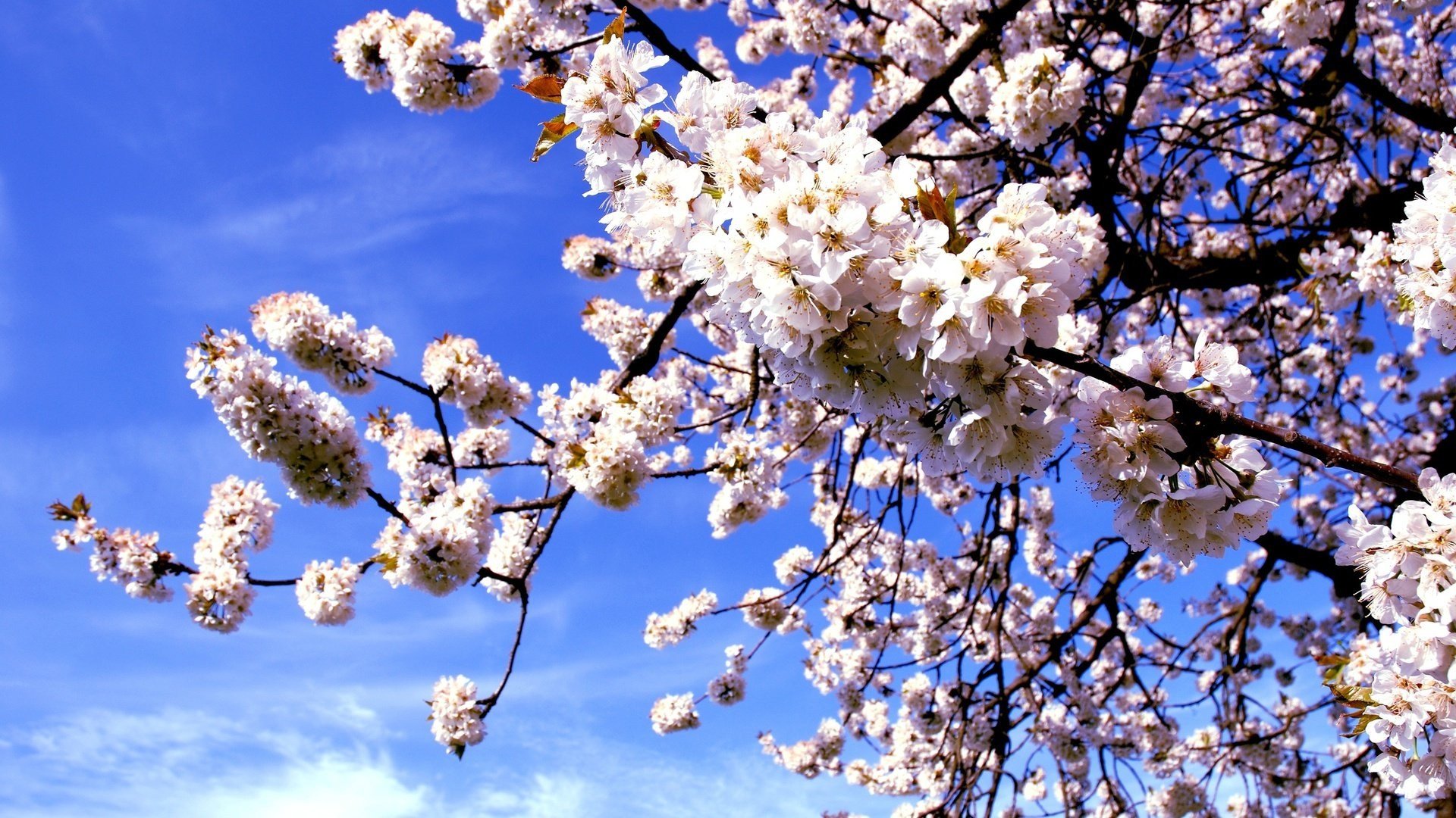 flower, Nature, Plant, Beautiful, Flowers Wallpaper