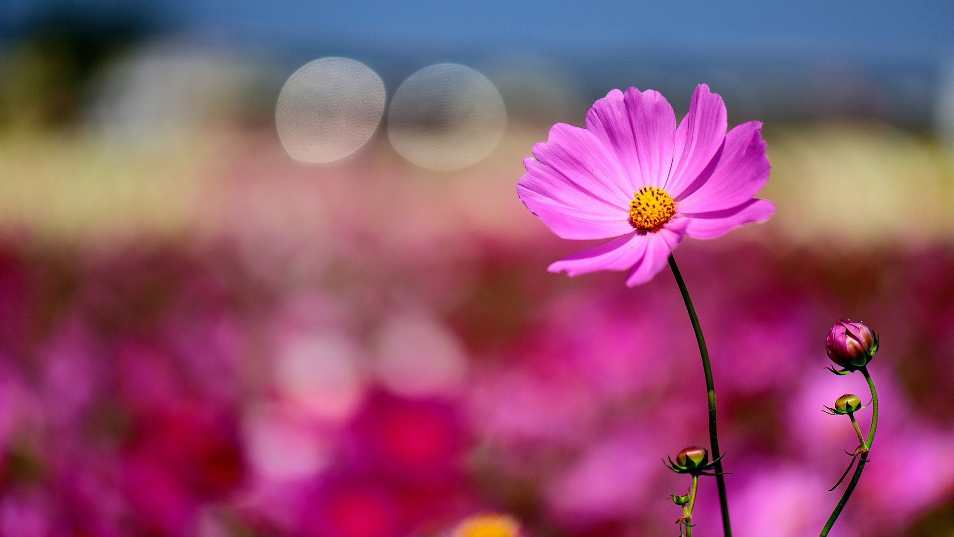 flower, Nature, Plant, Beautiful, Colorful, Flowers Wallpaper