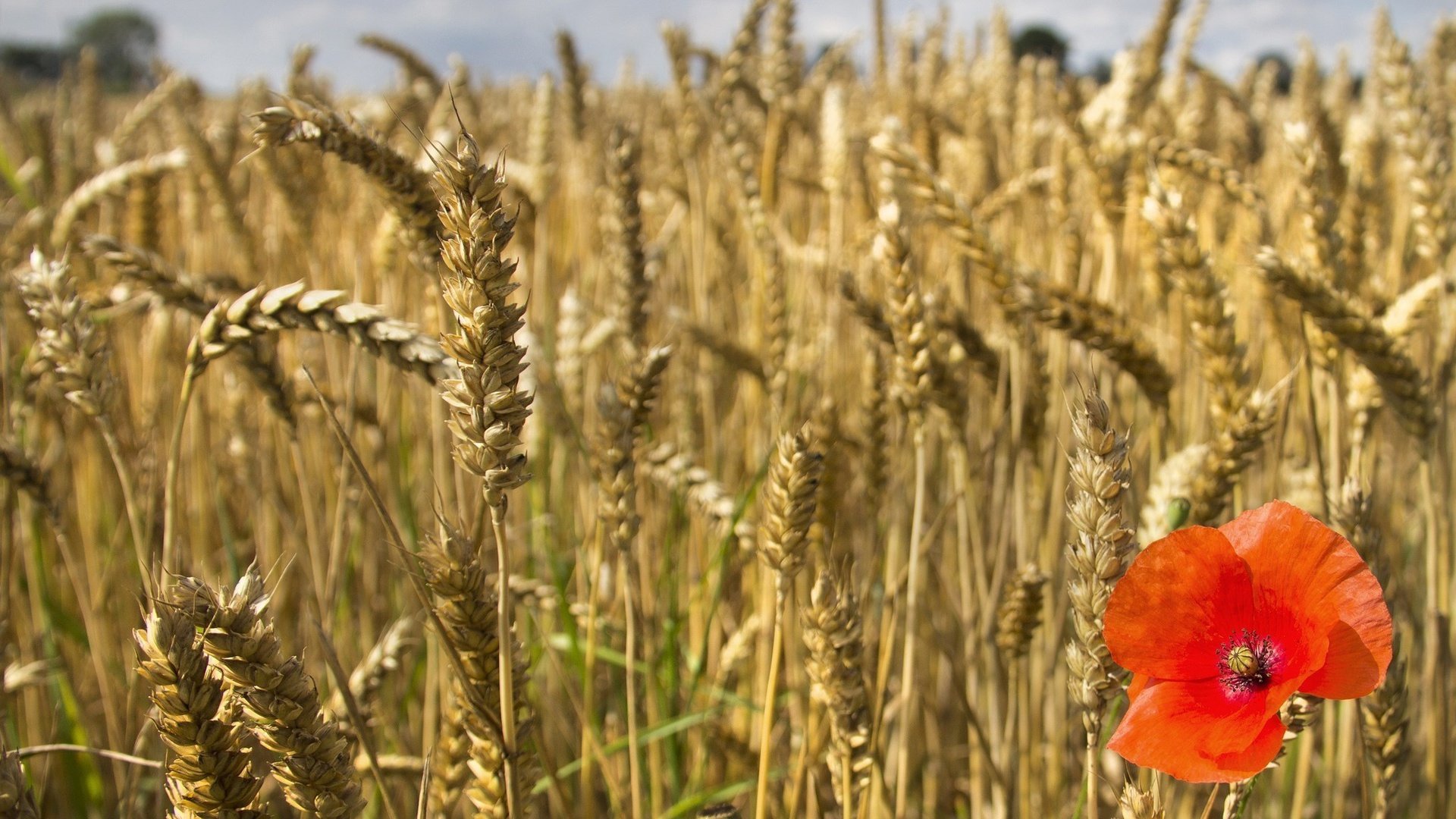 flower, Nature, Plant, Beautiful, Colorful, Flowers Wallpaper