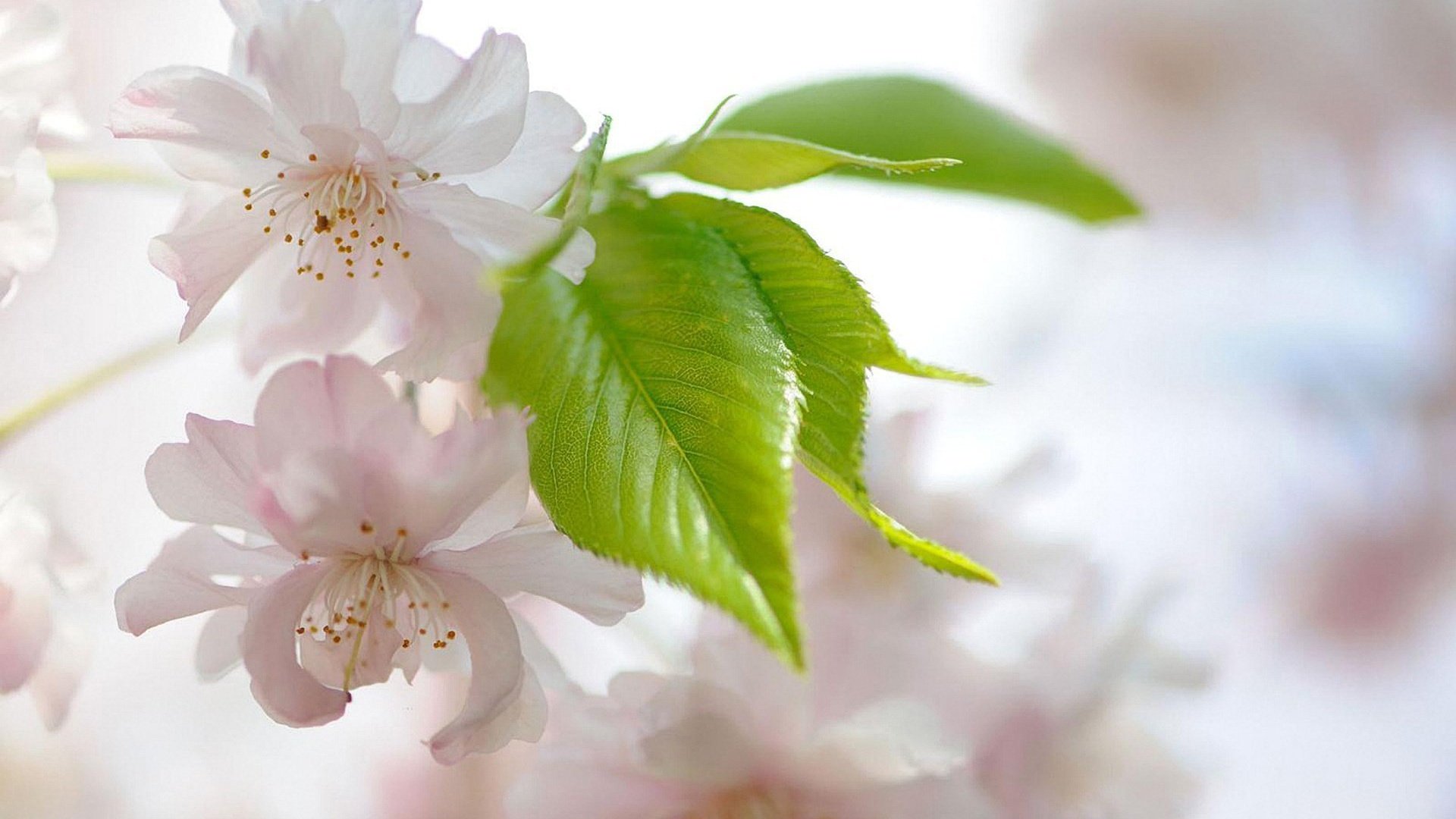 flower, Nature, Plant, Beautiful, Colorful, Flowers Wallpaper