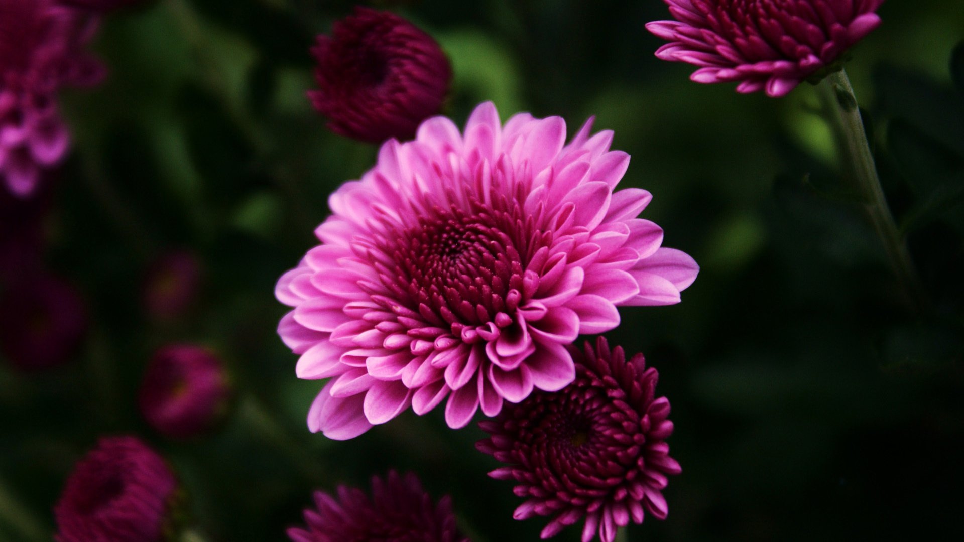 flower, Nature, Plant, Beautiful, Colorful, Flowers Wallpaper