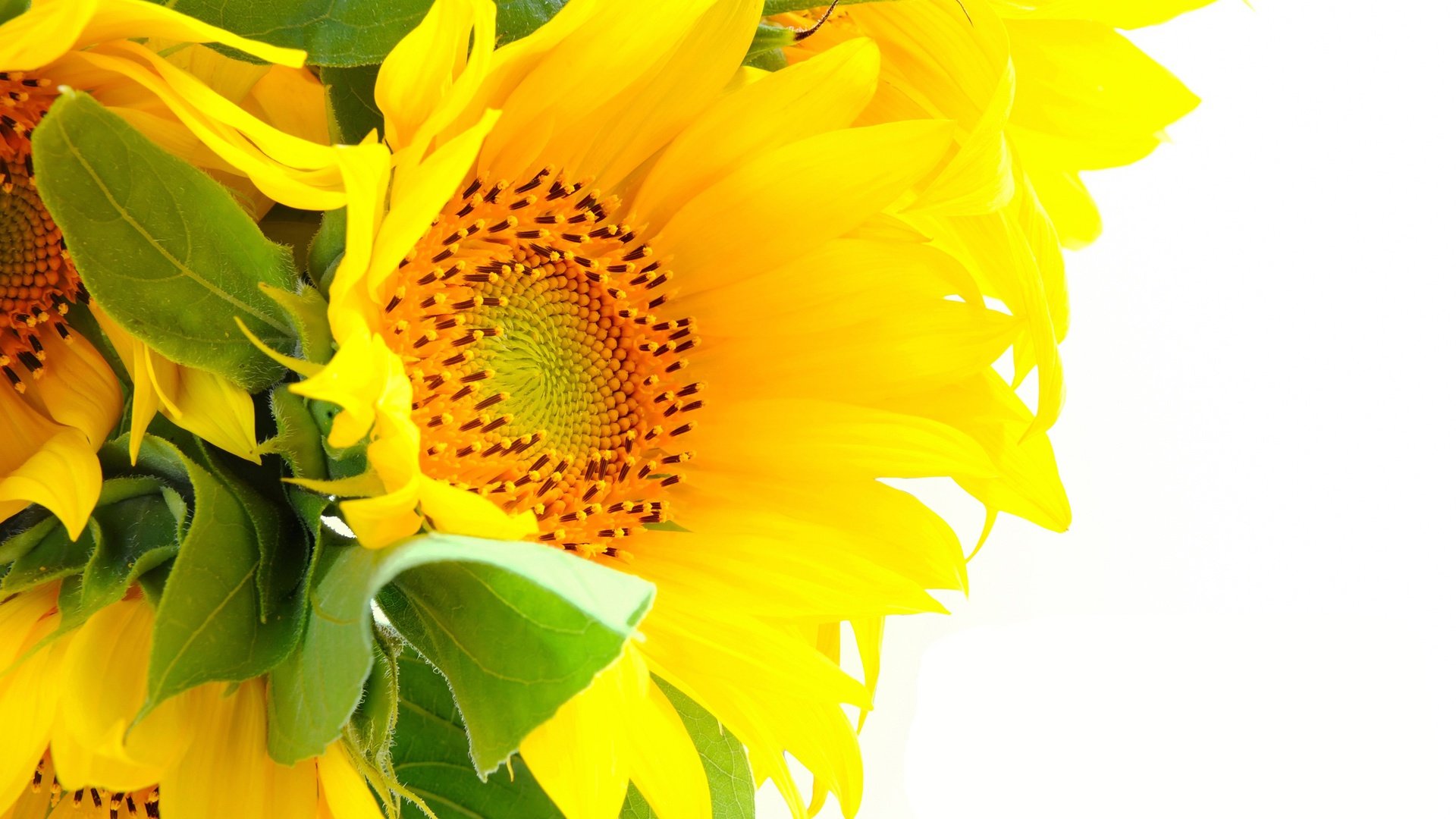 flower, Nature, Plant, Beautiful, Colorful, Flowers Wallpaper