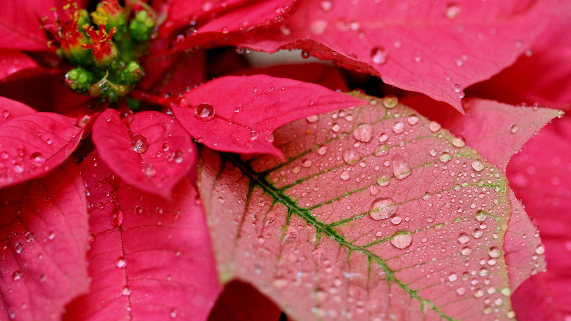 flower, Nature, Plant, Beautiful, Colorful, Flowers Wallpaper