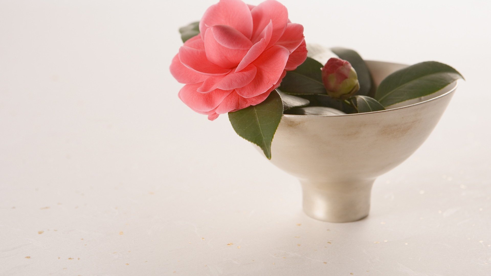 flower, Nature, Plant, Beautiful, Colorful, Flowers Wallpaper