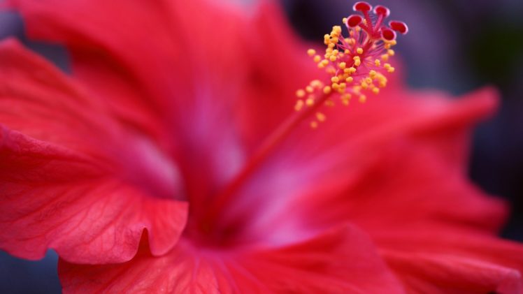 flower, Nature, Plant, Beautiful, Colorful, Flowers HD Wallpaper Desktop Background