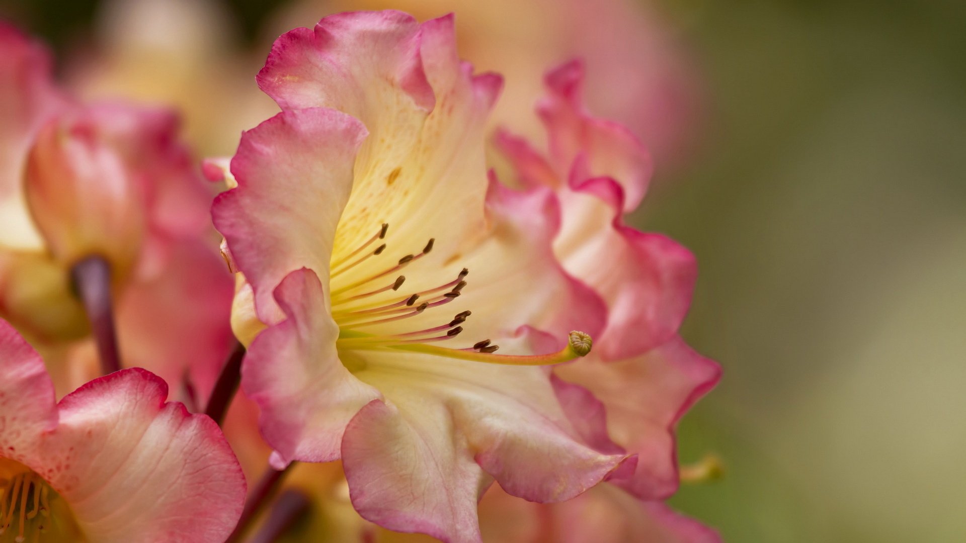 flower, Nature, Plant, Beautiful, Colorful, Flowers Wallpaper