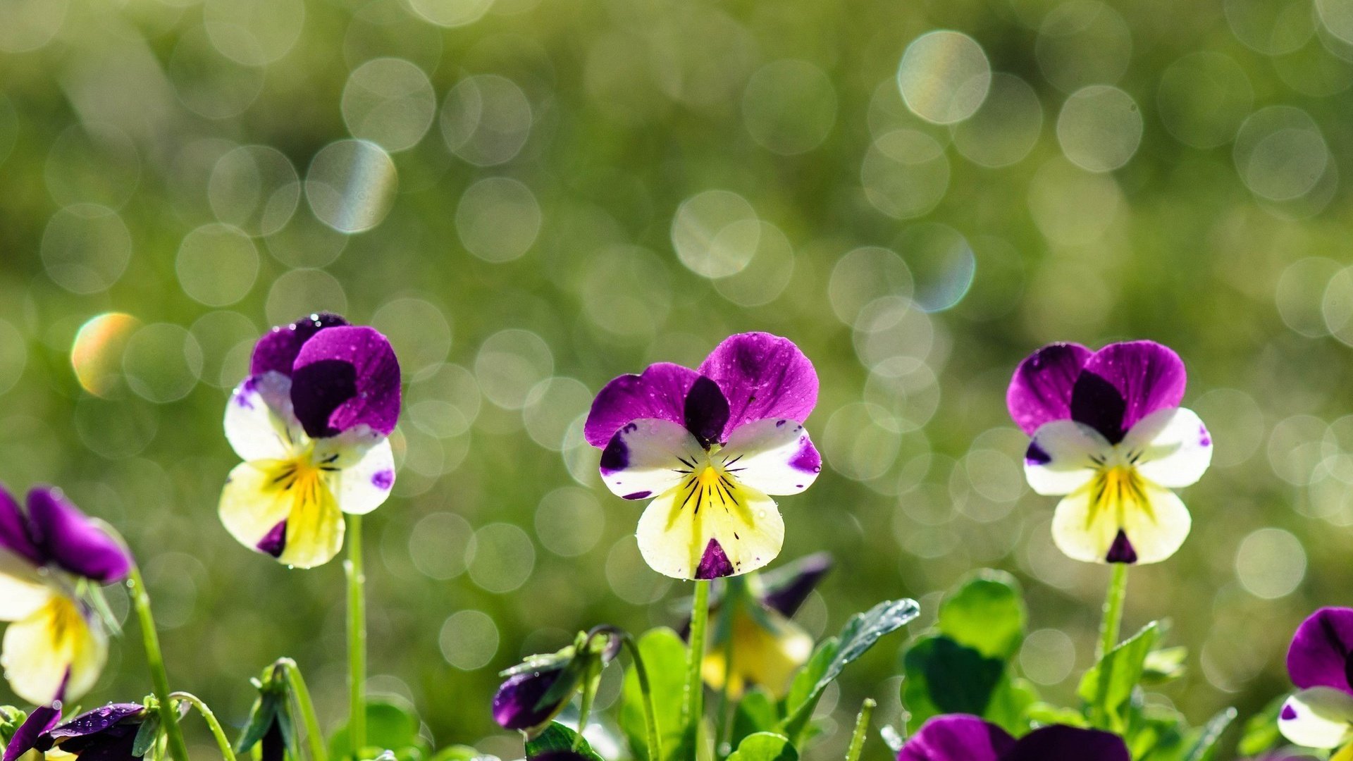 flower, Nature, Plant, Beautiful, Colorful, Flowers Wallpaper