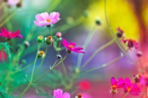 flower, Nature, Plant, Beautiful, Colorful, Flowers