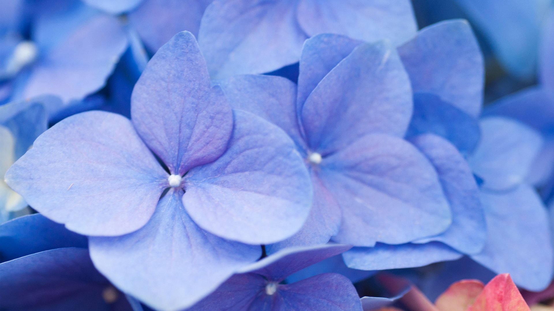 flower, Nature, Plant, Beautiful, Colorful, Flowers Wallpaper