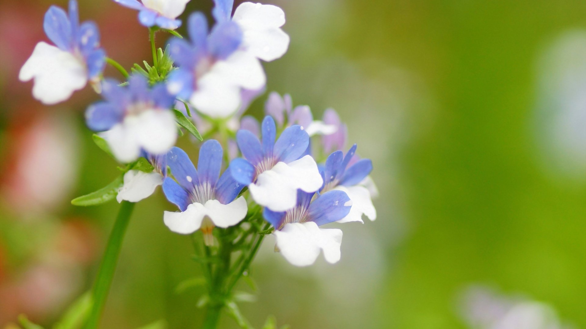 flower, Nature, Plant, Beautiful, Colorful, Flowers Wallpaper