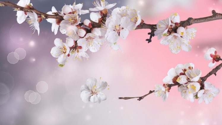 flower, Nature, Plant, Beautiful, Colorful, Flowers HD Wallpaper Desktop Background