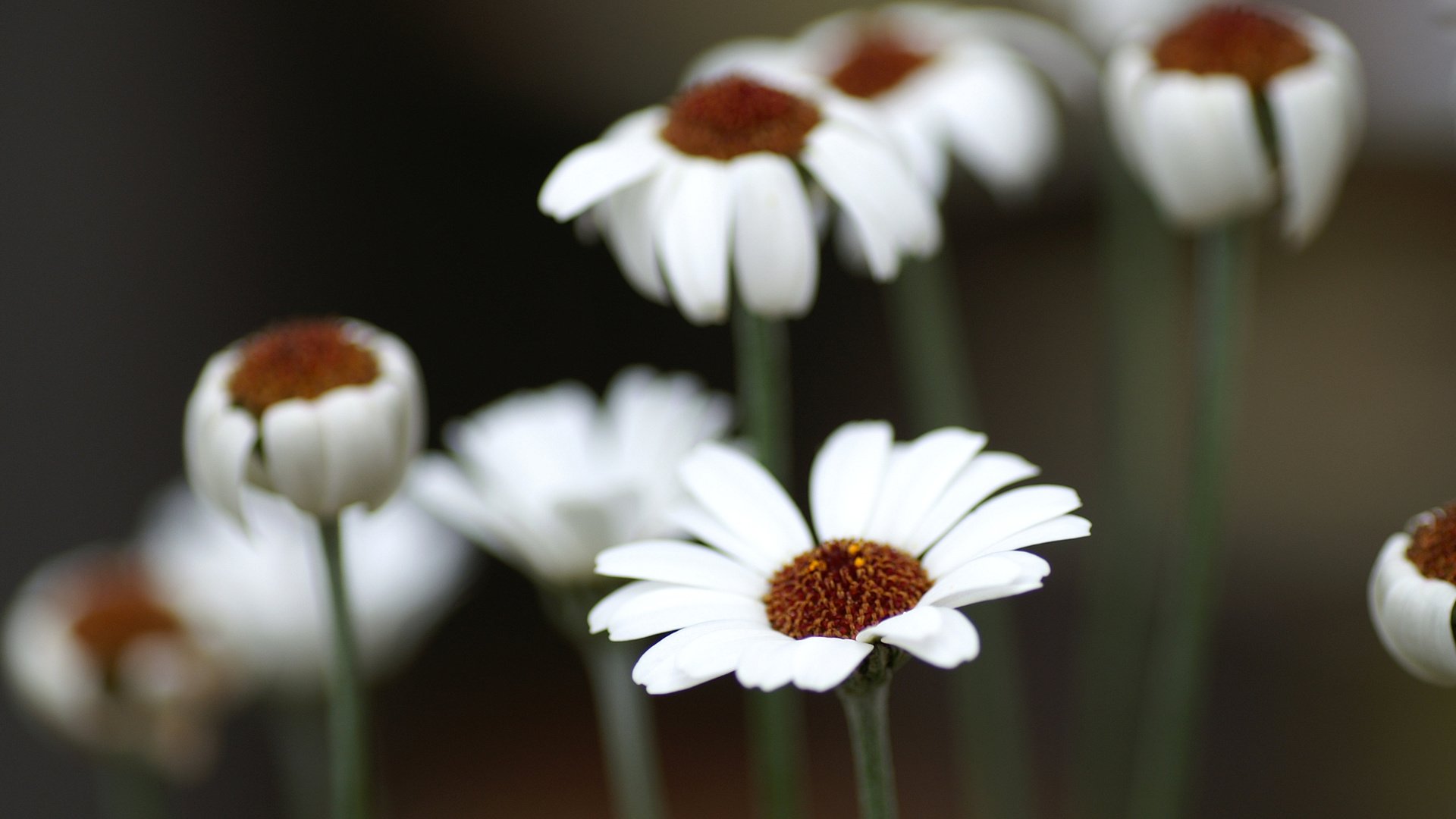 flower, Nature, Plant, Beautiful, Colorful, Flowers Wallpaper