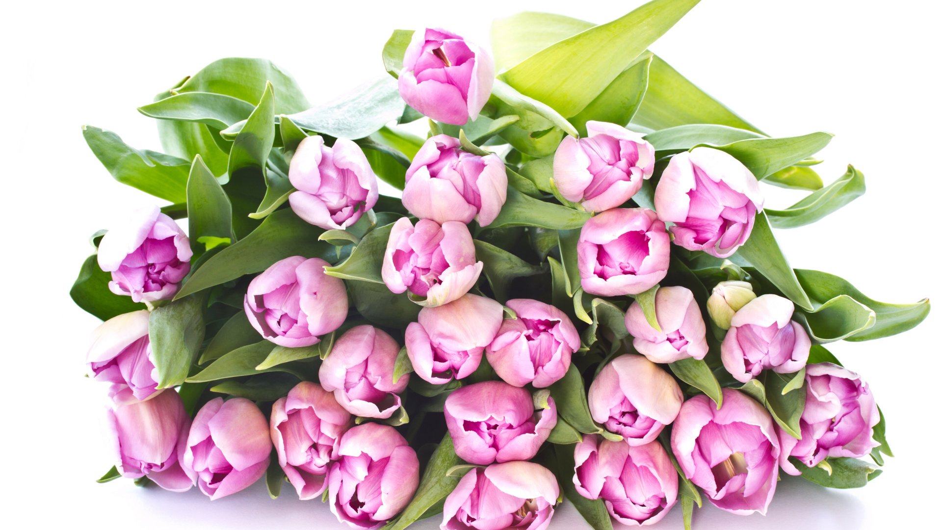 flower, Nature, Plant, Beautiful, Colorful, Flowers Wallpaper