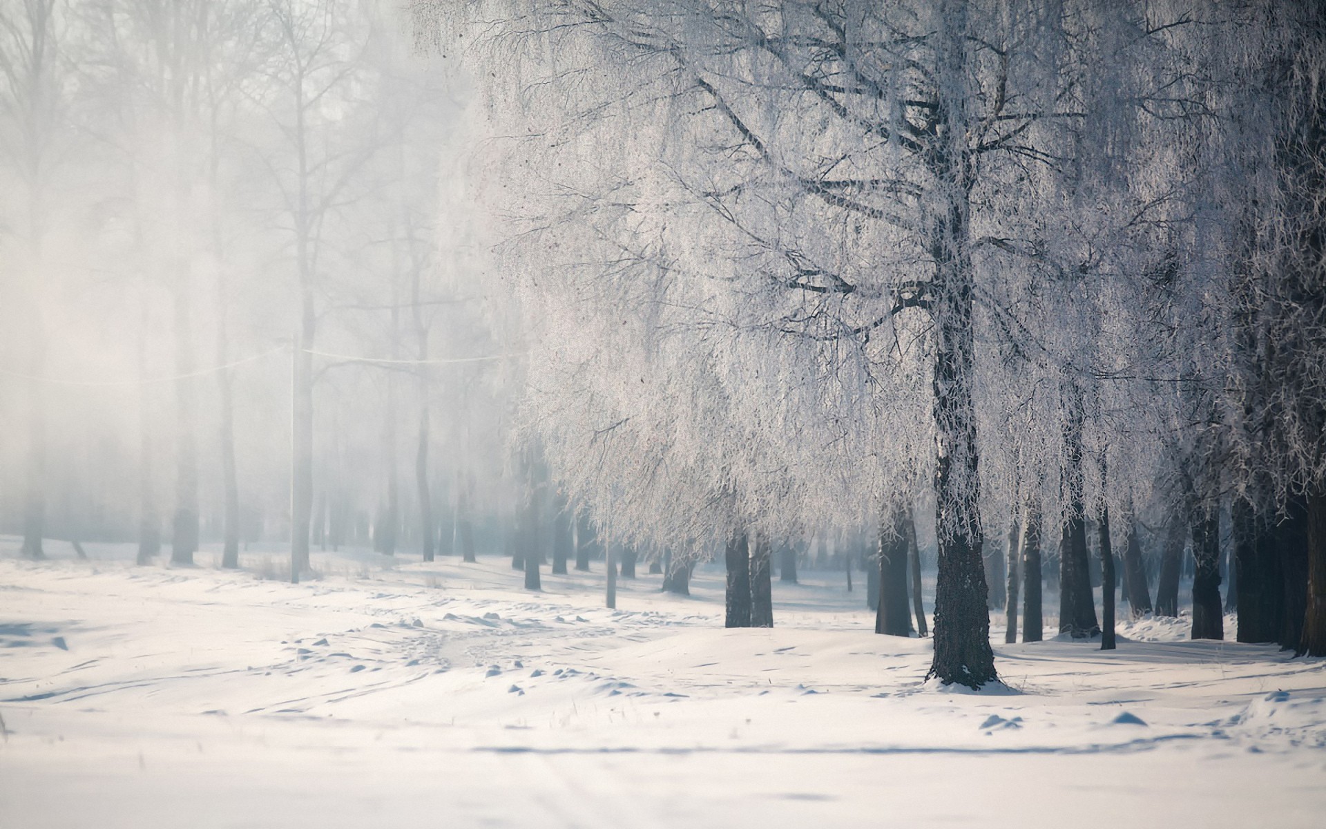 snow Wallpaper