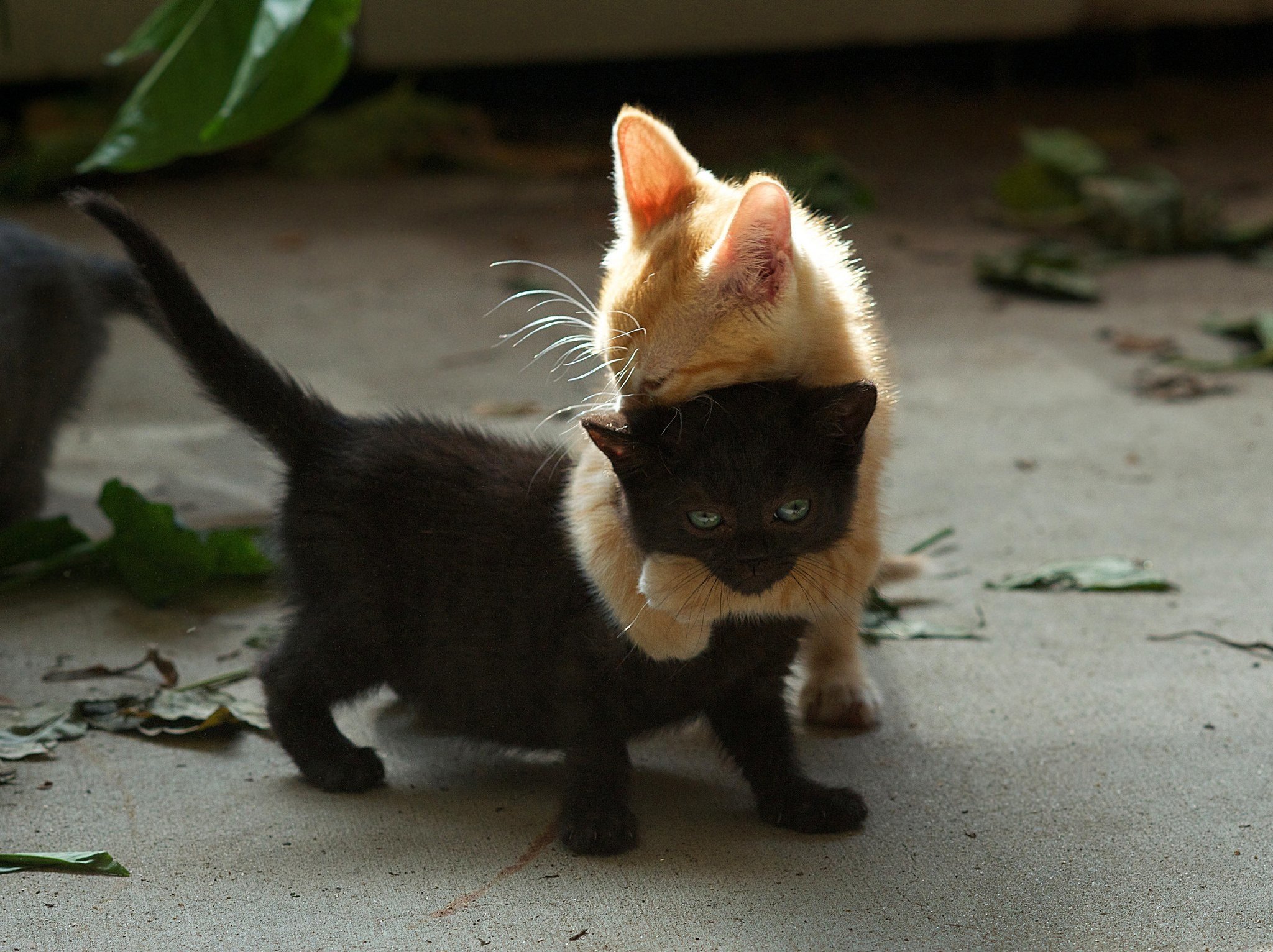 kitten, Cat, Love, Mood Wallpaper
