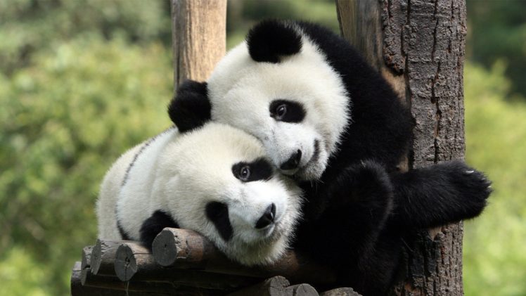 nature, Animals, Panda, Bears, Mammals HD Wallpaper Desktop Background