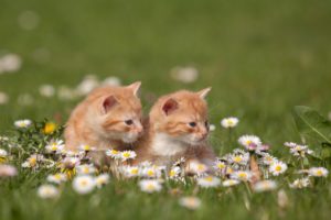 kittens, Redheads, Grass, Flowers