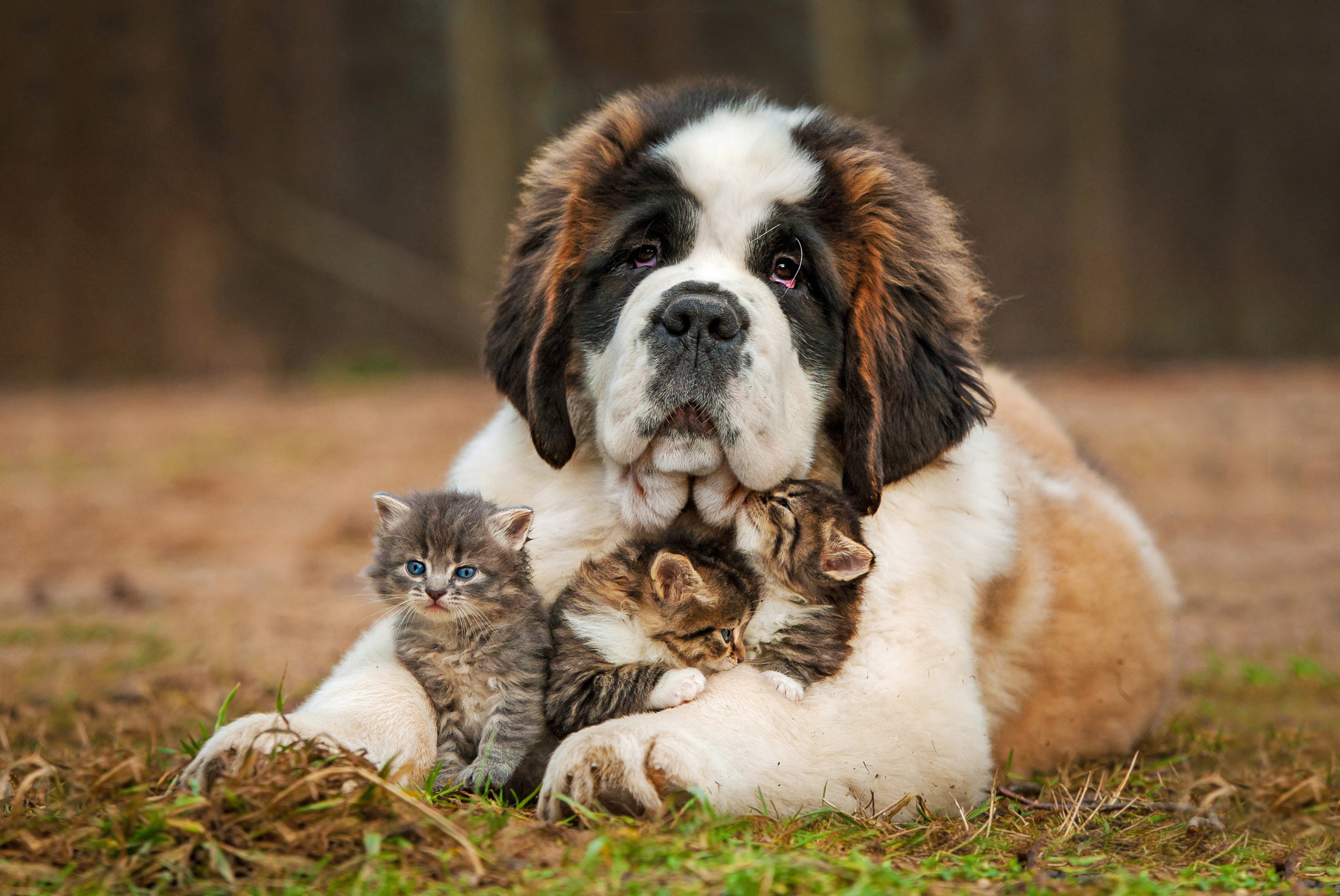dog, Kittens, Care Wallpaper