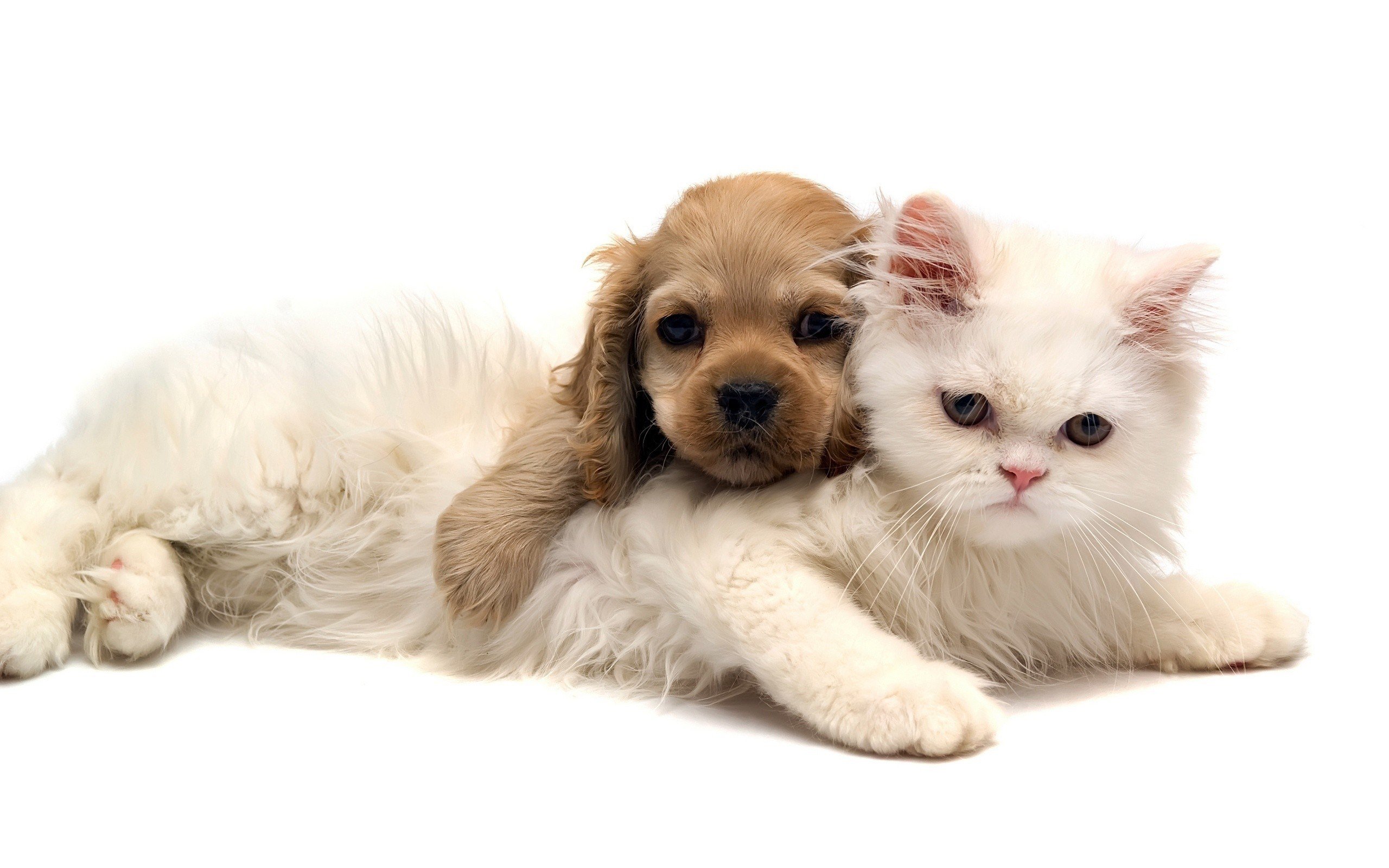 cute, Cat, And, Puppy Wallpaper