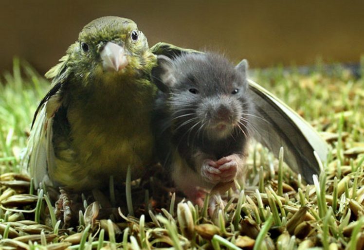 animals, Grass, Parrots, Mouse HD Wallpaper Desktop Background