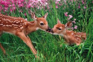 kissing, Spring, Season, Deer, National, Park, Washington