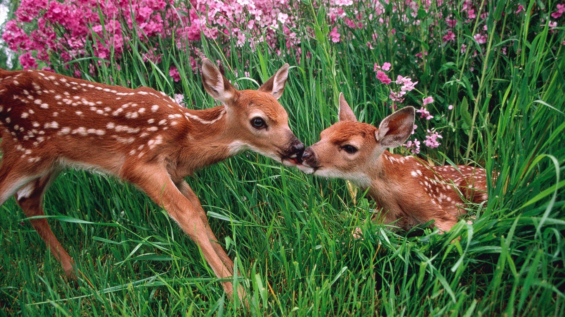 kissing, Spring, Season, Deer, National, Park, Washington Wallpaper