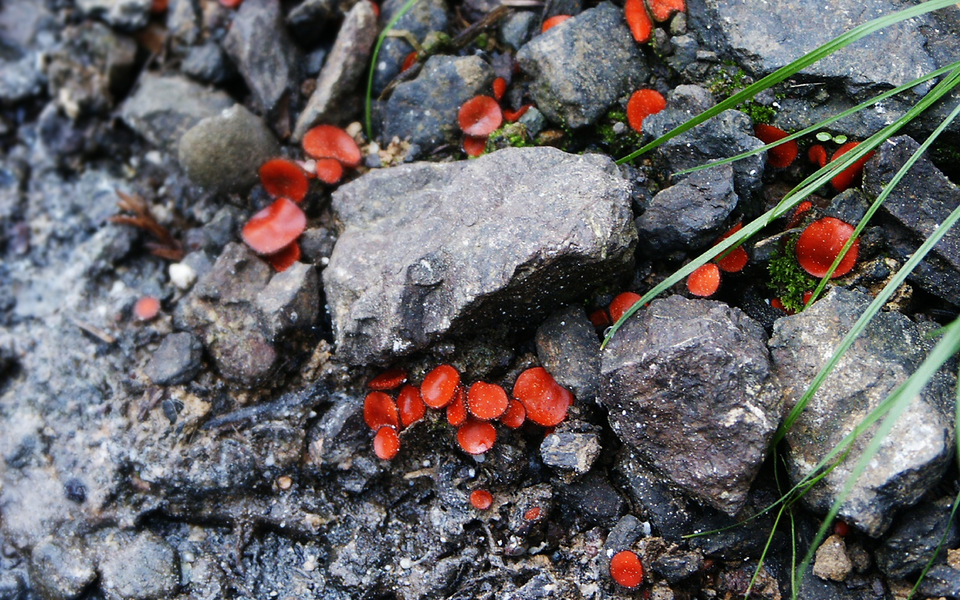 mushrooms Wallpaper