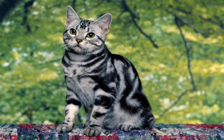 cat, Looking, Up HD Wallpaper Desktop Background