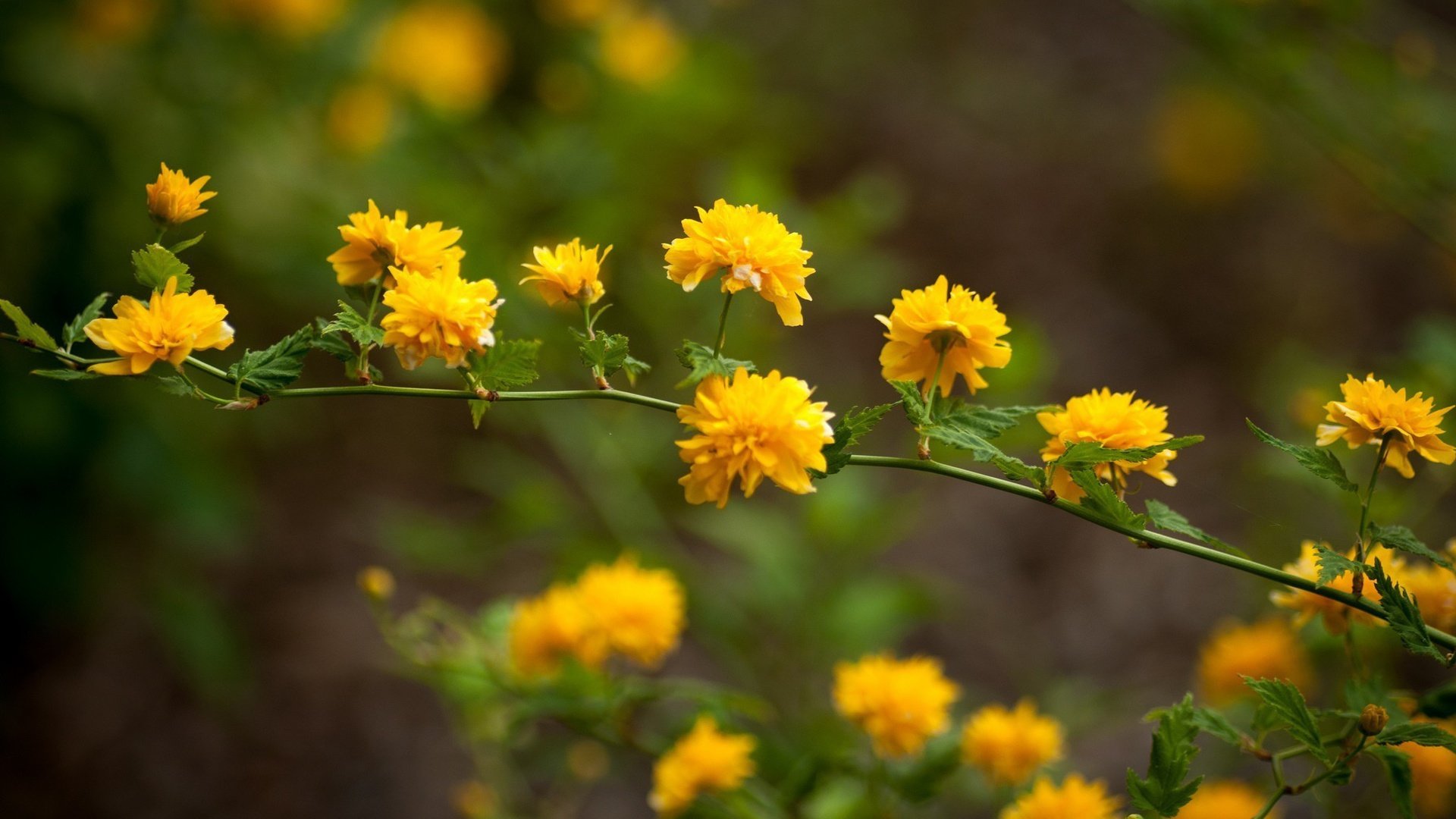 flower, Nature, Plant, Beautiful, Colorful, Flowers Wallpaper