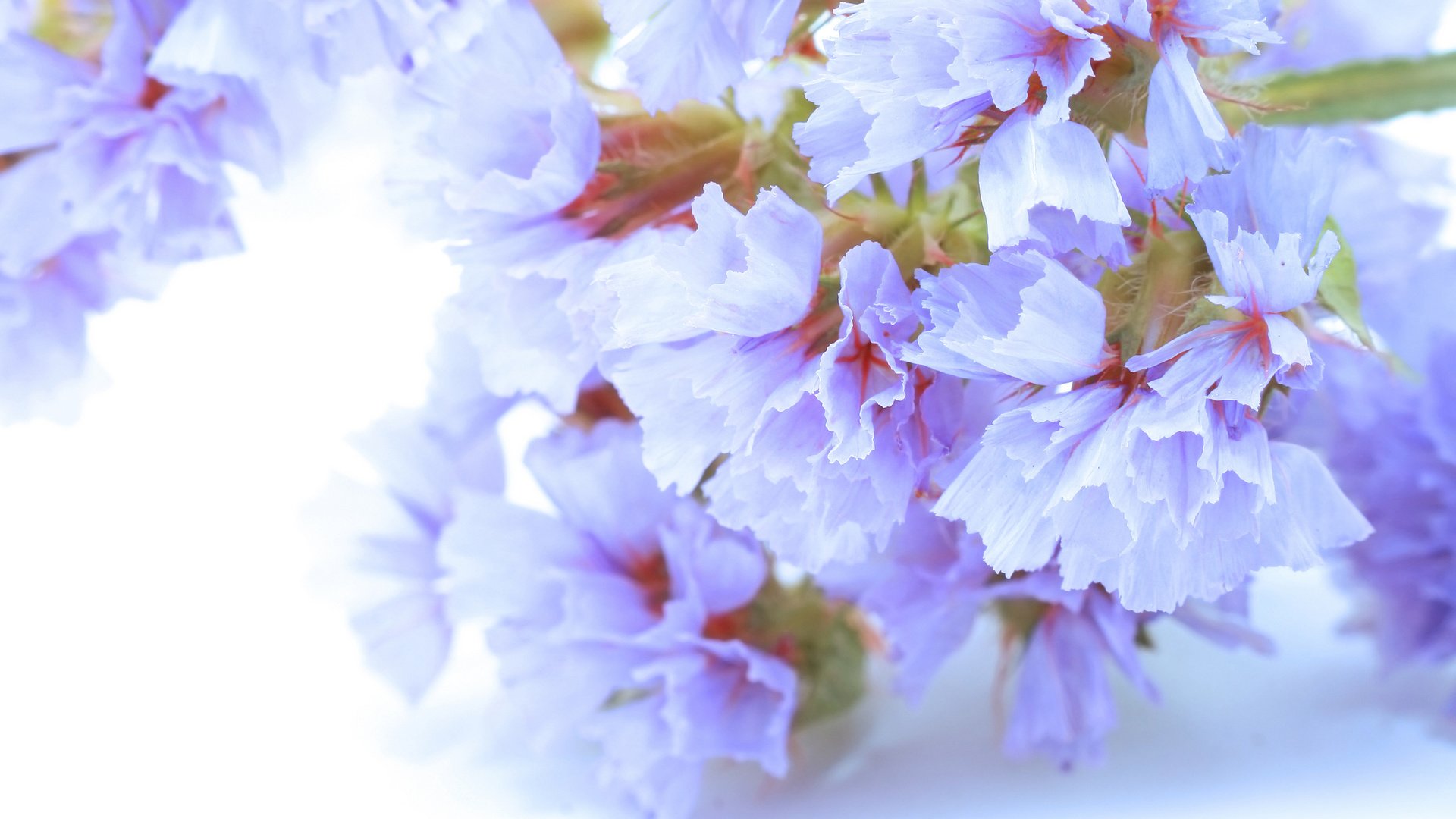 flower, Nature, Plant, Beautiful, Colorful, Flowers Wallpaper