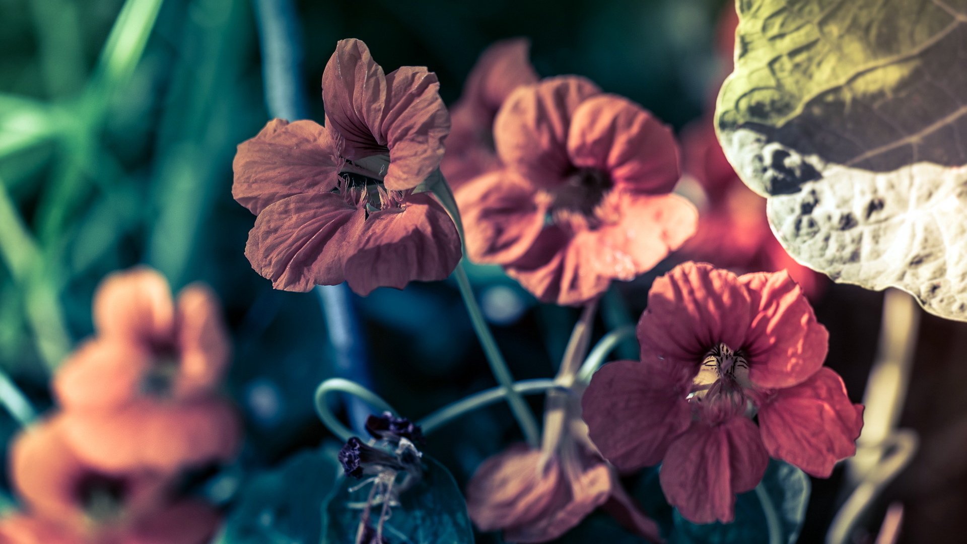 flower, Nature, Plant, Beautiful, Colorful, Flowers Wallpaper