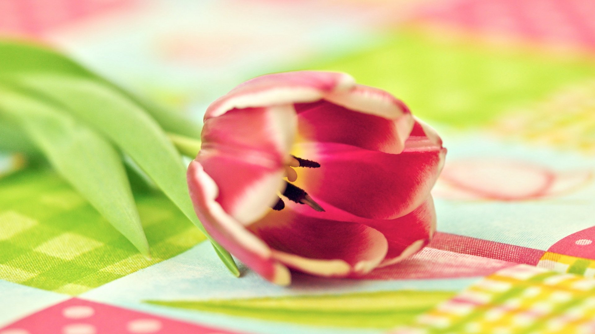 flower, Nature, Plant, Beautiful, Colorful, Flowers Wallpaper