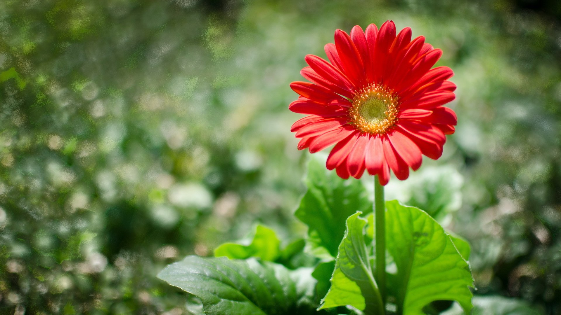 flower, Nature, Plant, Beautiful, Colorful, Flowers Wallpaper