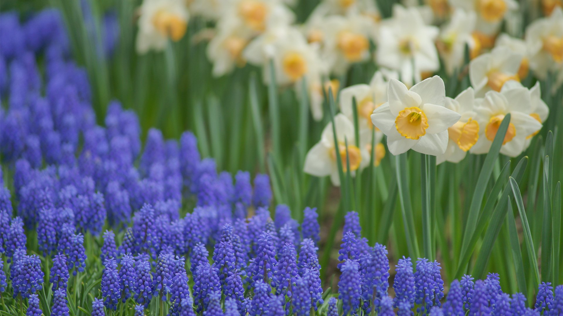 flower, Nature, Plant, Beautiful, Colorful, Flowers Wallpaper