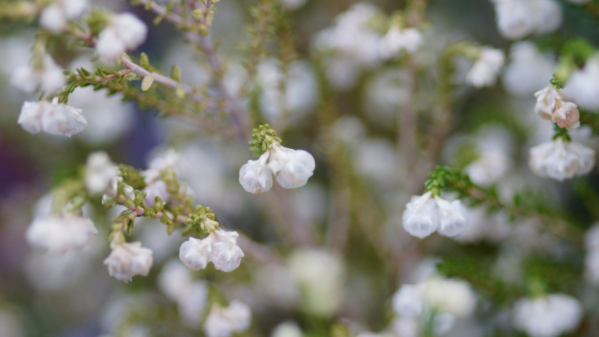 flower, Nature, Plant, Beautiful, Colorful, Flowers Wallpaper