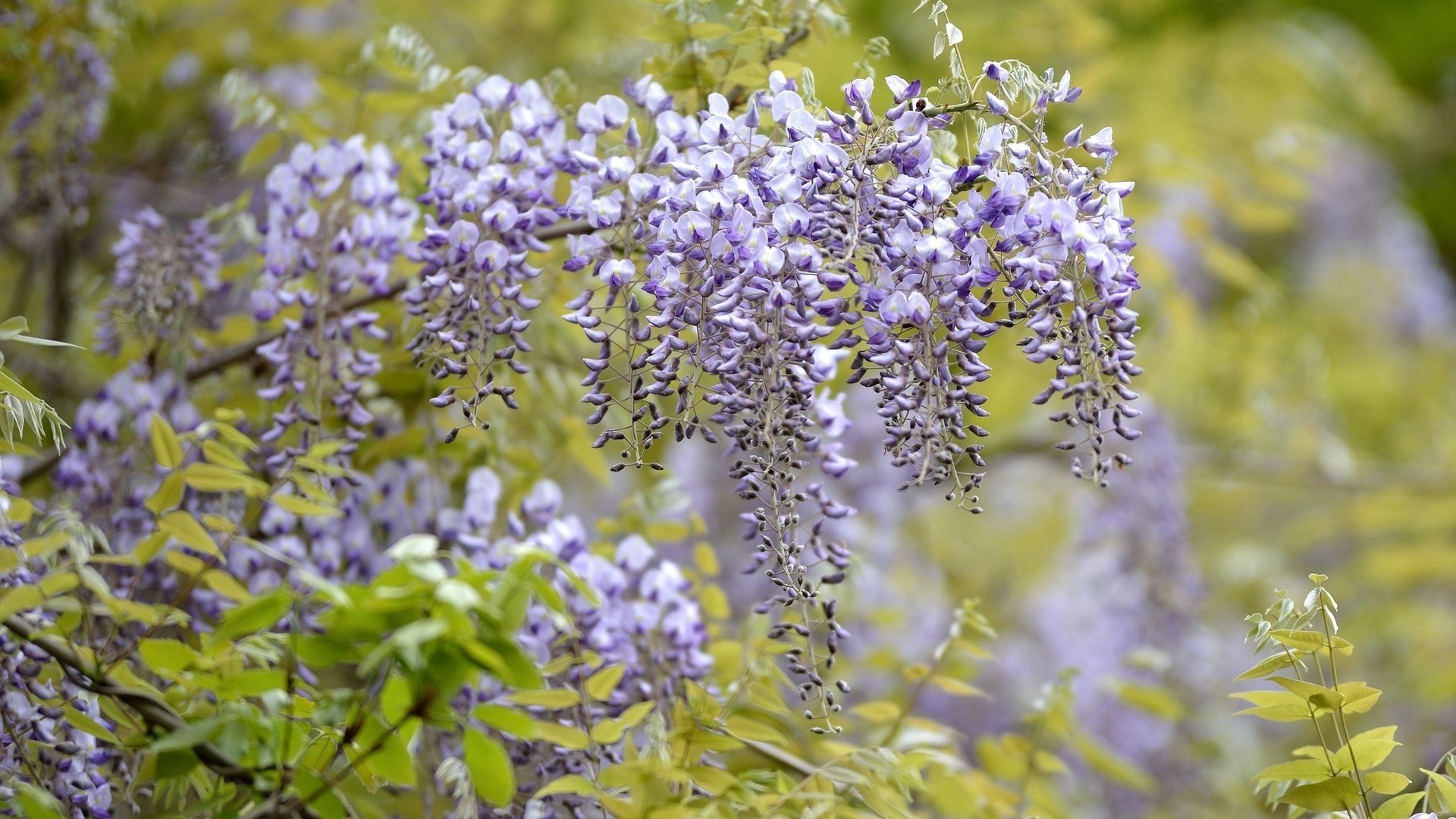 flower, Nature, Plant, Beautiful, Colorful, Flowers Wallpaper