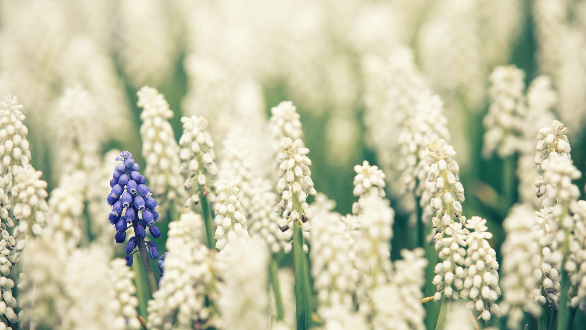 flower, Nature, Plant, Beautiful, Colorful, Flowers Wallpaper