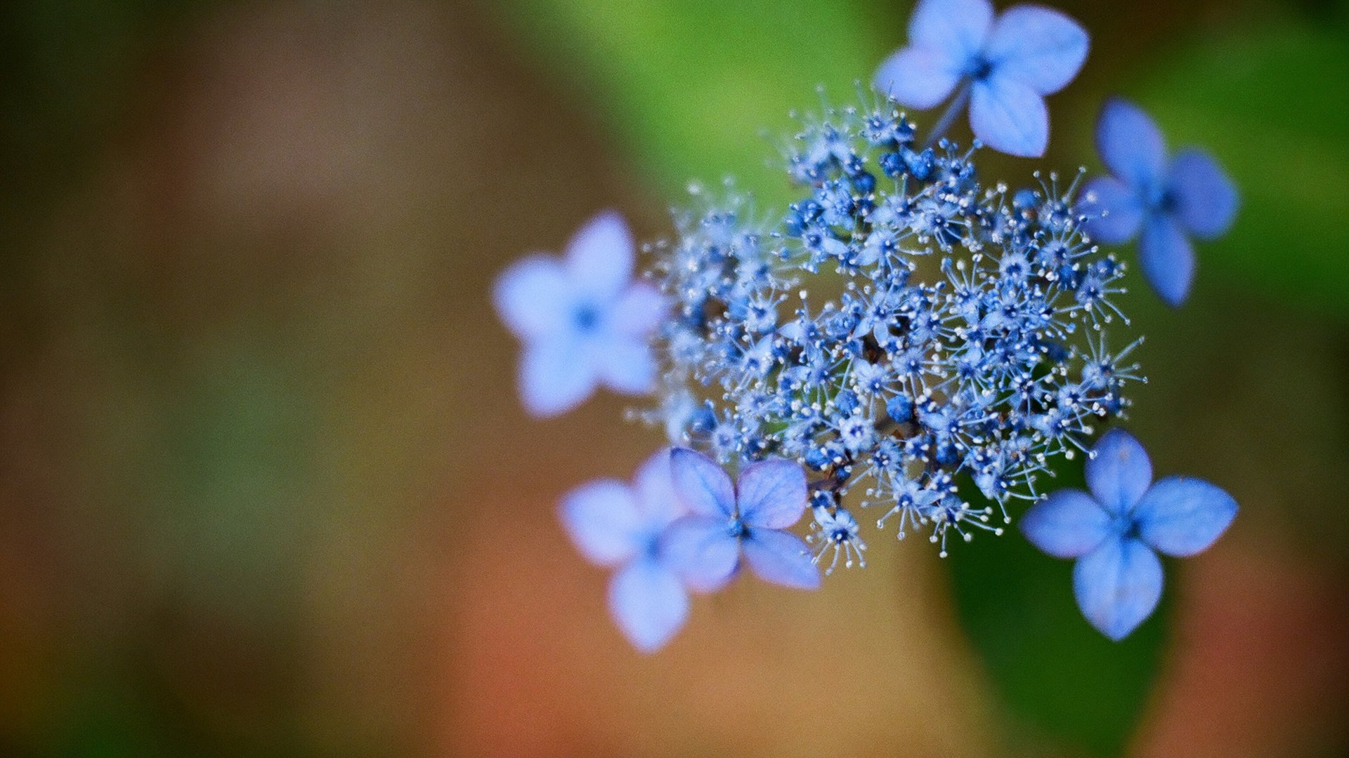 flower, Nature, Plant, Beautiful, Colorful, Flowers Wallpaper