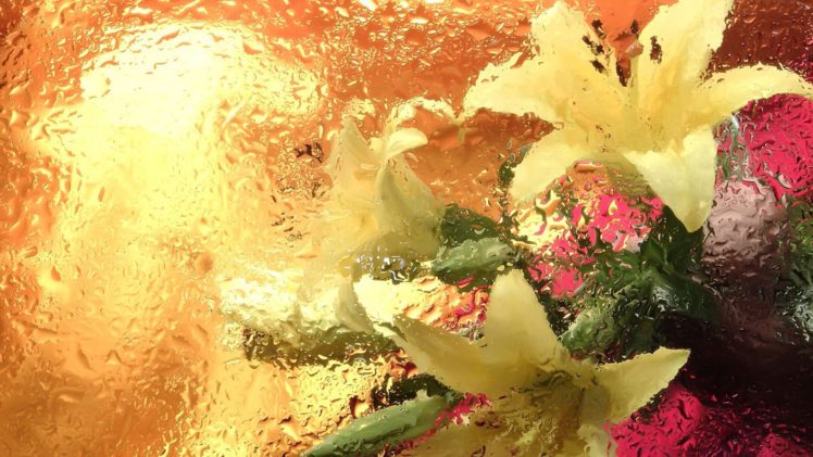 flower, Nature, Plant, Beautiful, Colorful, Flowers HD Wallpaper Desktop Background