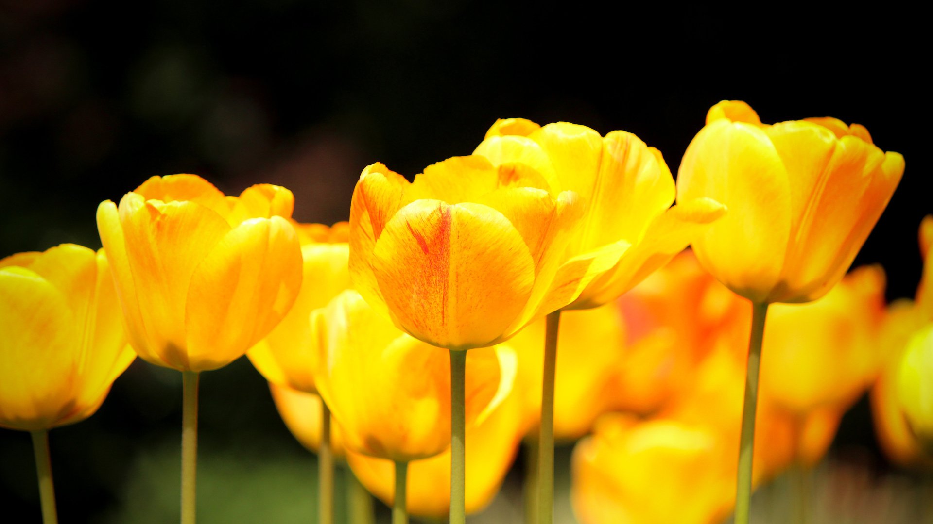 Фотообои желтые цветы