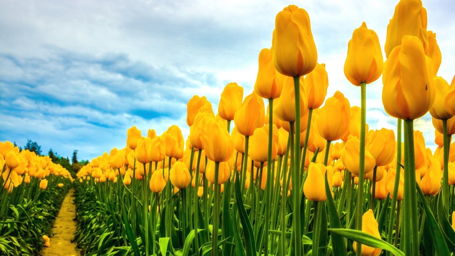 flower, Nature, Plant, Beautiful, Colorful, Flowers Wallpaper